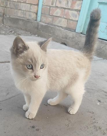 Отдам даром кошку: Кошка даром: Сиамская, 2 месяца, Девочка, Приучена к лотку — 1