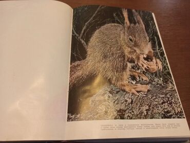 Knjige i stripovi: BREM Kako žive životinje Dobro očuvana knjiga iz 1967g. Izdavač — 22