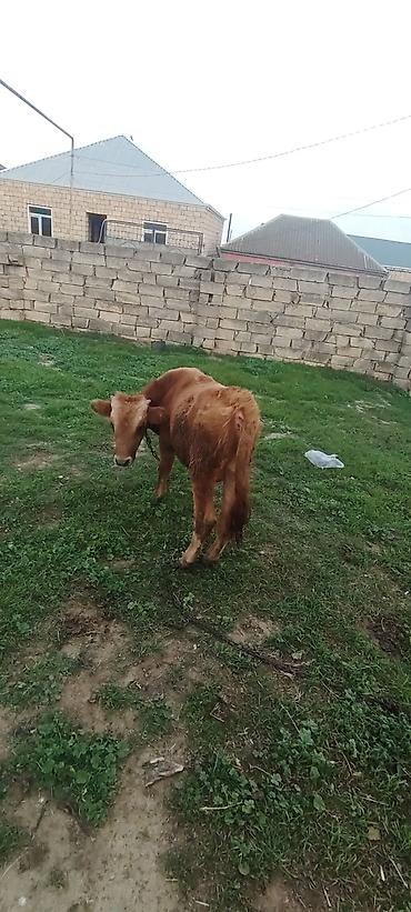 labrador iti satilir: Erkey dana 6 aylıq danadı yem yimeyne söz yoxud — 1