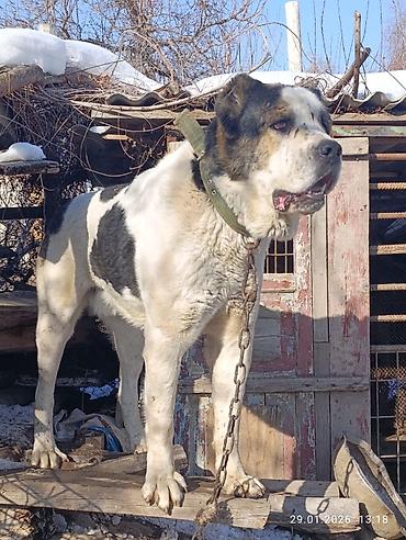 Вязка собак: Кабель возраст 4,5 года холка 94 супертяж чемпион Кыргызстана и — 11