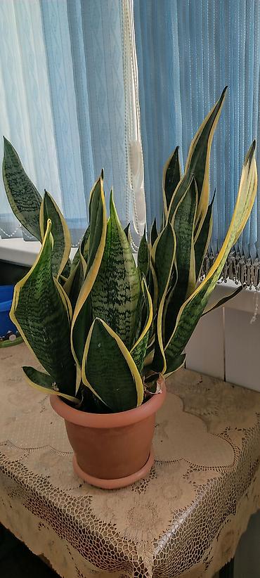 zolotoy us bitkisi: Sansevieria (Qayın dili) – qızılı kənarlı, zolaqlı yaşıl yarpaqlı — 3