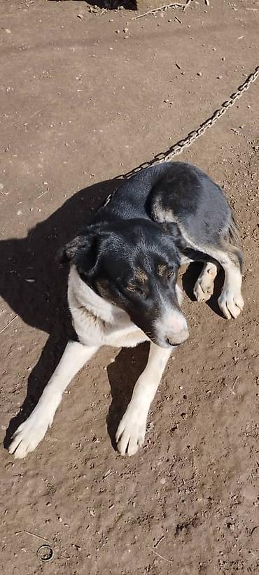 Другая автоэлектроника: Продаю контроллер 96-120 v 8- 15 kw с программным обеспечением,ЭБУ — 23