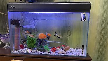 akvarium az: Akvaryum komplekti – şık qara qapaqlı, şüşə korpuslu. Geniş həcmli — 1