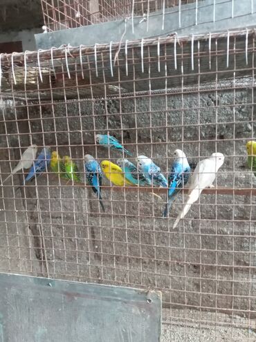 голубь птицы: Волнистые попугаи . Находятся в новопокровке. Все самцы . Цена 400сом