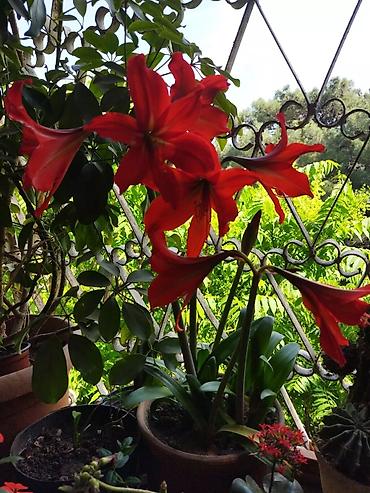 epimedium bitkisi satisi: Ev üçün dekorativ saksı bitkiləri dəsti - Kaktuslar: Şəkillərdə — 5