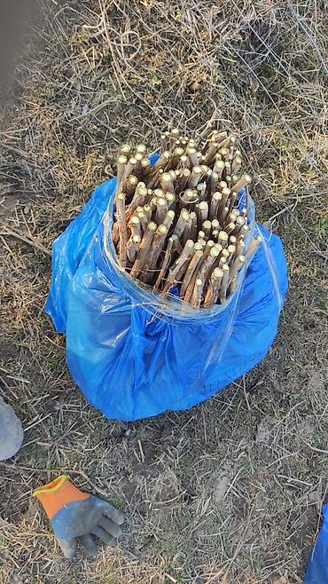 бишкек чаек: Ассаламу алейкум Дыйкандар. Малина көчөттөрү сатылат. Адаптация — 2