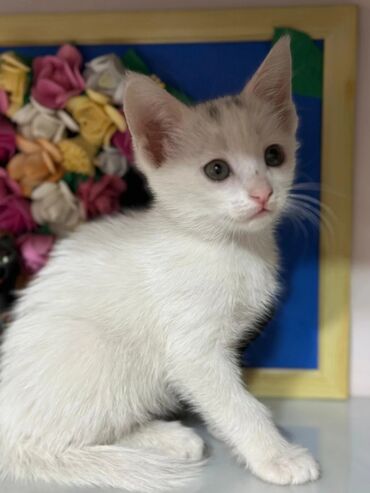 корм для кошек и котят: Отдаю даром этих миленьких,маленьких котят. Они от двух моих кошек