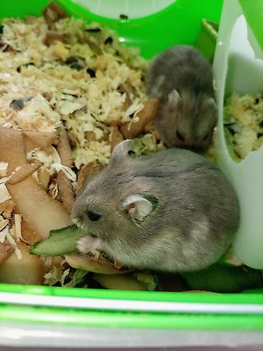 qefəs: Cücə hamsterlər üçün tam komplekt qəfəs dəsti. Şəkillərdə görünən — 3