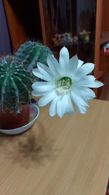 Другой декор и предметы интерьера: Распродажа Денежное дерево, толстянка, Поливать 1-2 раза в неделю — 17