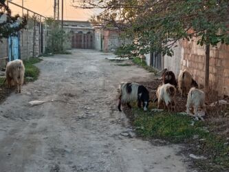 Digər kənd təsərrüfatı heyvanları: 3ü erkəydi 2sidişi böyük erkəy 3illikdi balacalar bu ilkilərdi dişinin — 8