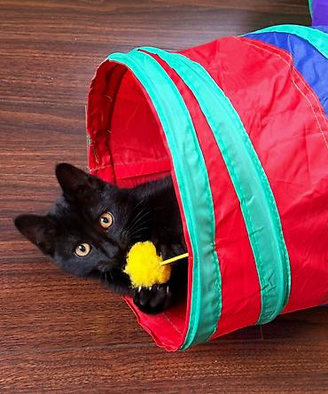 Pişiklər: Dişi, Yaxşı əllərə — 6