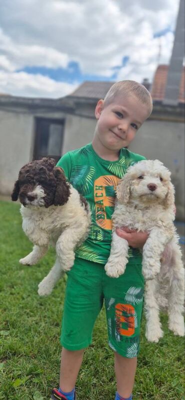 mali psi na poklon миријево, београд: Stenci lagotto romagnolo Stenci lagotto romagnolo Stenci stari 3