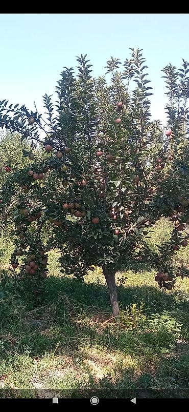 Продажа коттеджей и домов: Продаётся дом, 80 кв. м. 6 комнат, кирпичный, тёплый. Хозпостройки — 24