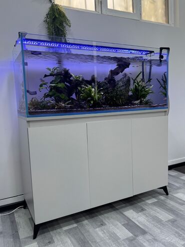 akvarim: Dördbucaq akvarium, Balıqlarla birlikdə, 240 l, Ünvandan götürmə