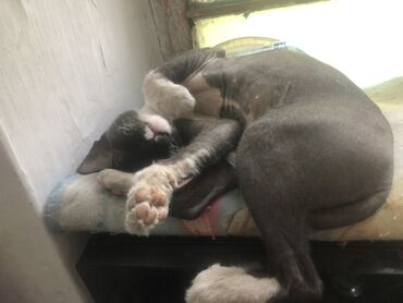 охотничий собака: Котенок породы сфинкс (возможно донской/петерболд) с окрасом темный