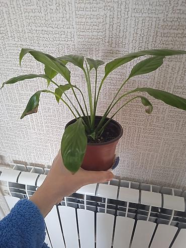 Otaq bitkiləri: Сциндапсус N-Joy — 3