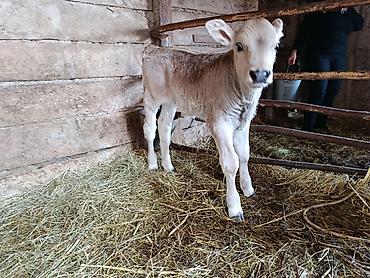 Коровы, быки: Продаю | Тёлка | На откорм — 2