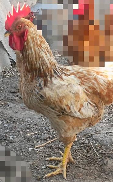яичные: Продаю | Цыплята, Инкубационные яйца | Для разведения — 8