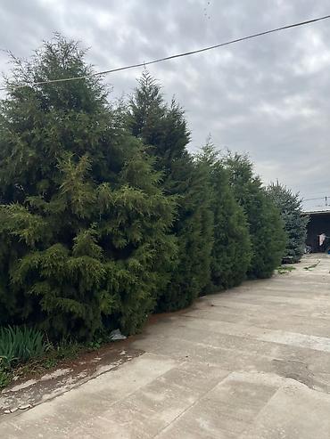 Продажа коттеджей и домов: Продается дом с просторным двором и хозяйственными постройками. - — 16