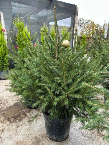 Landşaft işləri: Dekarativ agaclarin satişi çatrlme ekme odenişludir qazon torf — 2