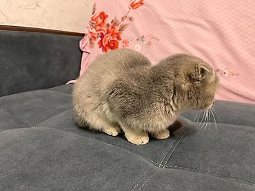 бархатные котята: Шотландский вислоухий котёнок (Scottish Fold) - Окрас: серо-бежевый — 3