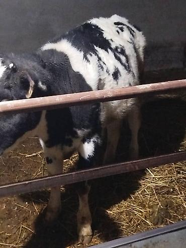 Коровы, быки: Продаю | Музоо, торпок | На откорм — 6