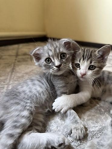 Продажа кошек: Продаю котят- Мама шотландская вислоухая - Окрас: серебристый и — 5