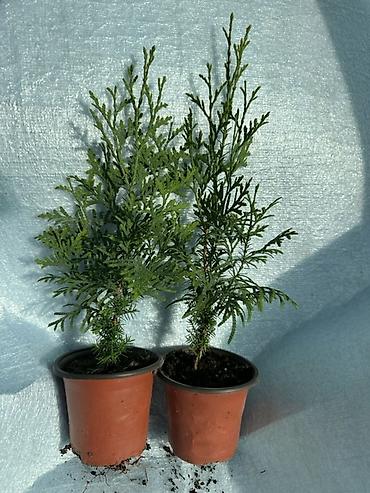 Туя западная — саженцы в контейнерах - Вид: Thuja occidentalis (туя