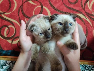 сколько стоит сиамские котята: Сиамские вислоухие короткошёрстые котята, голубоглазые. Фото реальные