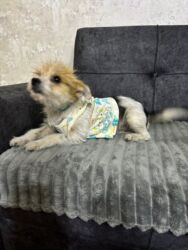 İtlər: Sahiblendirilir