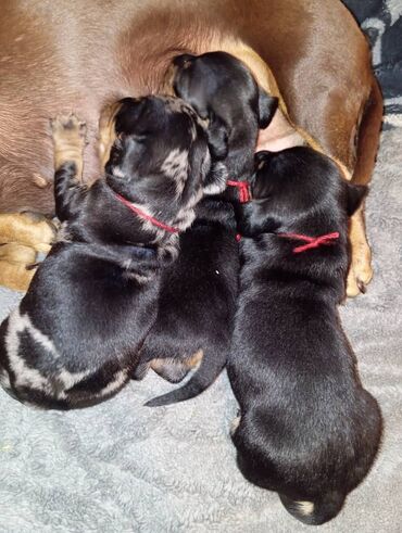 купить щенка французского бульдога: Готовятся к продажи щенки таксы стандартные, роделись 22 октября, мама