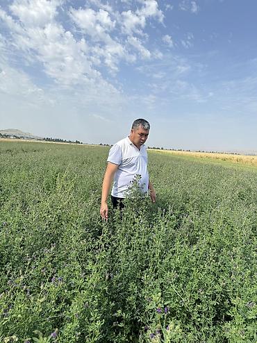 Другие зерновые культуры: Беде урук 100% Кыргызстан местный урук 7-8 жылдык (Кытай эмес — 8