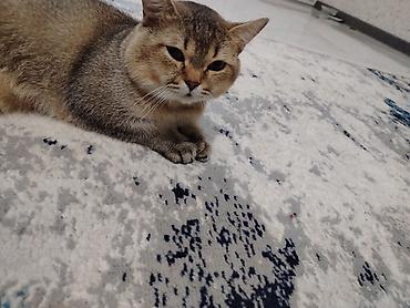 bala pisik sekilleri: Britan, Erkək, Ödənişli çatdırılma — 3