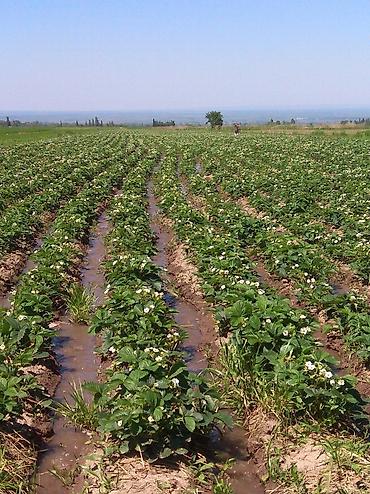 Другие специальности: Жумушчулар керек ; жумуш дыйканчылык,Клубника,малина — 4