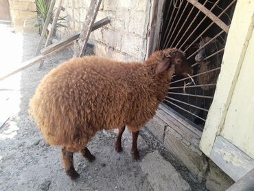 qurbanlıq quzular: Quzu, Erkək, Qala, ay: 7, 31 kq, Ətlik, Ödənişli çatdırılma