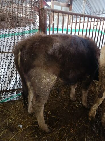 Коровы, быки: Продаю | Бык (самец) | Полукровка | На откорм | Привязанные — 8