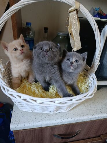 Pişiklər: Britaniya və Scottish və digər növlərin bala pişikləri var. Qiymətləri — 2