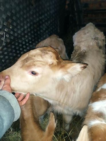 Коровы, быки: Продаю | Музоо, торпок | На откорм | Искусственник — 4