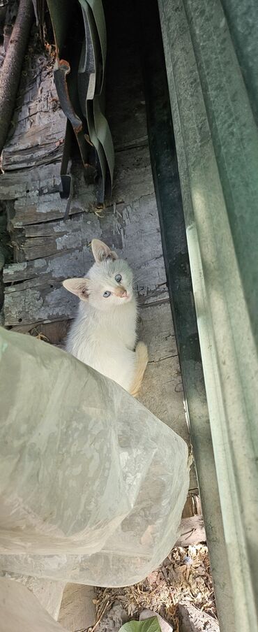 котёнок в добрые руки: Кошка даром: Беспородная, 4 месяца, Мальчик