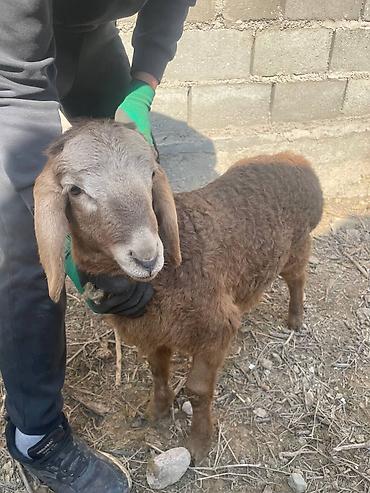 Баран, овца: Продаю | Овца (самка), Ягненок | Для разведения | Матка — 8