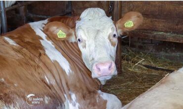Domaće životinje: Prodajem jalovu kravu HiTnooo 230e