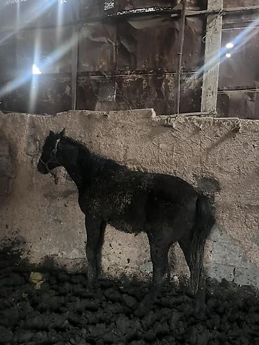 Лошади, кони: Продаю | Жеребенок | Для разведения — 2