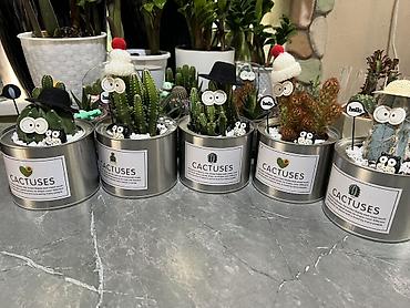 На подарок самый раз 🎁 Авторские композиции из кактусов в декоративных