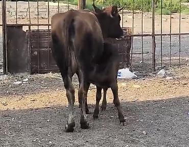 bala qoyun: Bu duye 1 ci qarin dogub balasi disidi südüde 5-6litr olur anqus erkek — 2
