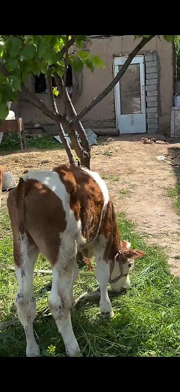 Dana, buzov: 2 baş simmental tipli dana - Növ: ətlik-südlük istiqamətli simmental — 9