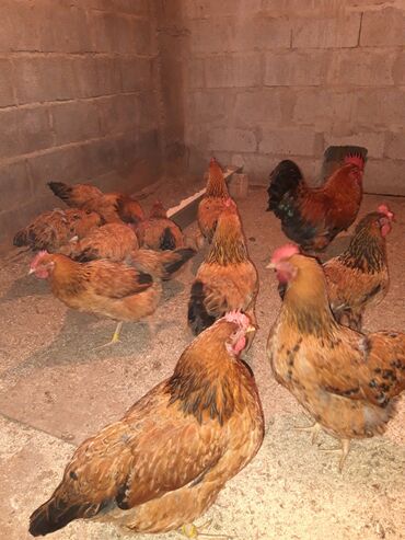 Куры, петухи: Продаю | Цыплята, Инкубационные яйца | Леггорн, Кучинская | На забой, Для разведения, Несушки