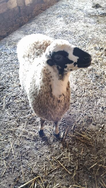 Qoyunlar, qoçlar: Qoyun. Toğlu Bu toğlu Dizi gözü qara sağlam damazliqa yararli sakit ev — 10