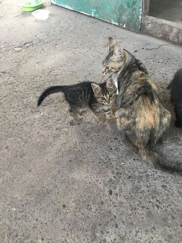 отдам детские вещи бесплатно: Отдам в добрые руки кошку (переезд) и трёх котят. Кошка молодая
