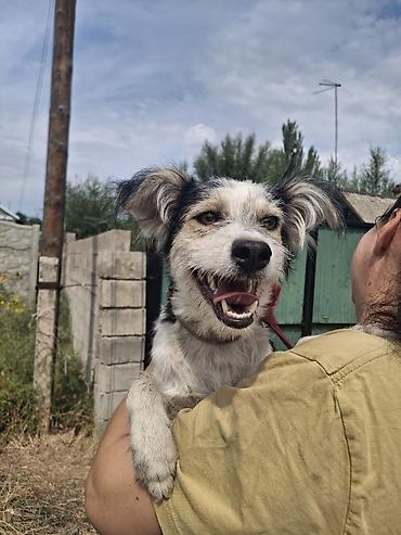 собака колли: Собака даром: Дворняжка, 1 год, Самка, С прививкой — 4