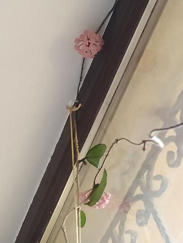 hoya gulu: Məhsul: Hoya carnosa (Vaksliyan/Vax gülü) – çiçəkli, sarmaşıq tipli — 4